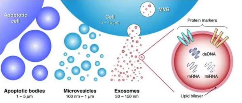 what are exosomes what are exosomes