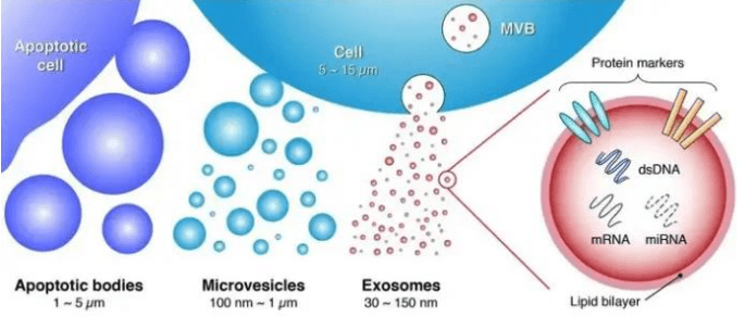 What Are Exosomes