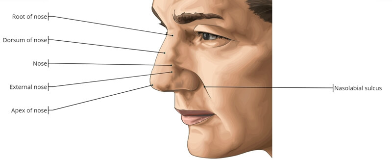 Nasal Dorsum & Nasolabial Fold