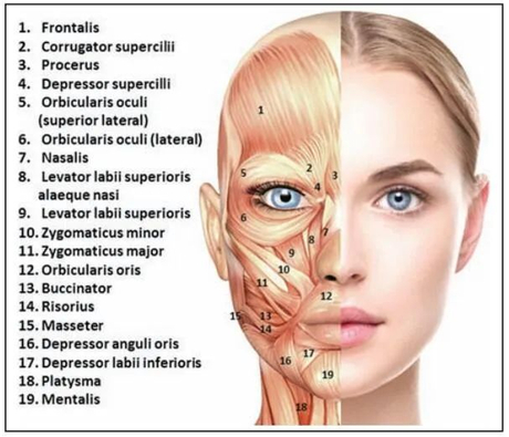 Best Areas for Botulinum Toxin Injections Ultimate Guide.jpg