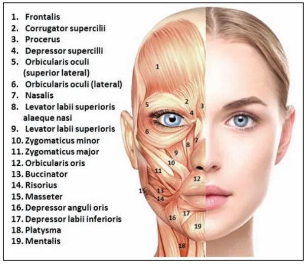 Best Areas for Botulinum Toxin Injections Ultimate Guide