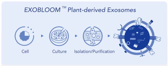 how EXOBLOOM&trade; Exosome does work