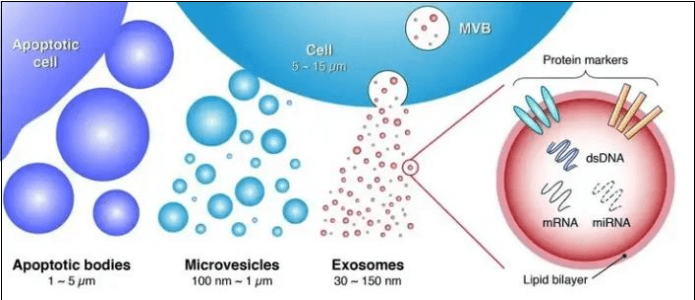 What Are Exosomes?